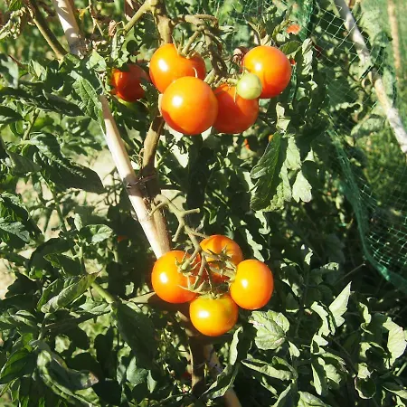 Ardizio 43