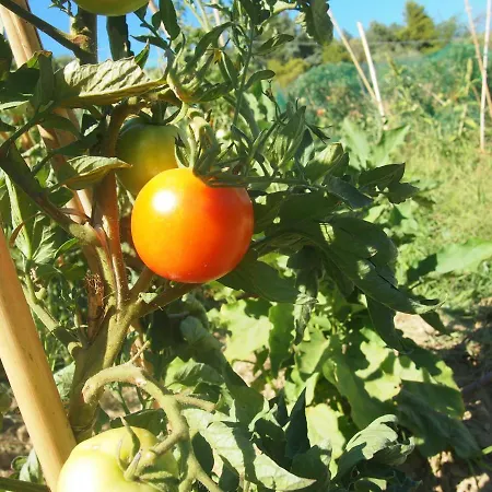 Pensión Ardizio 43 *