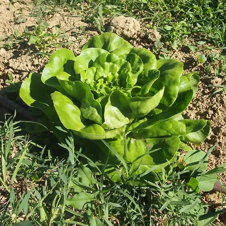 Ardizio 43 Gasthuis *